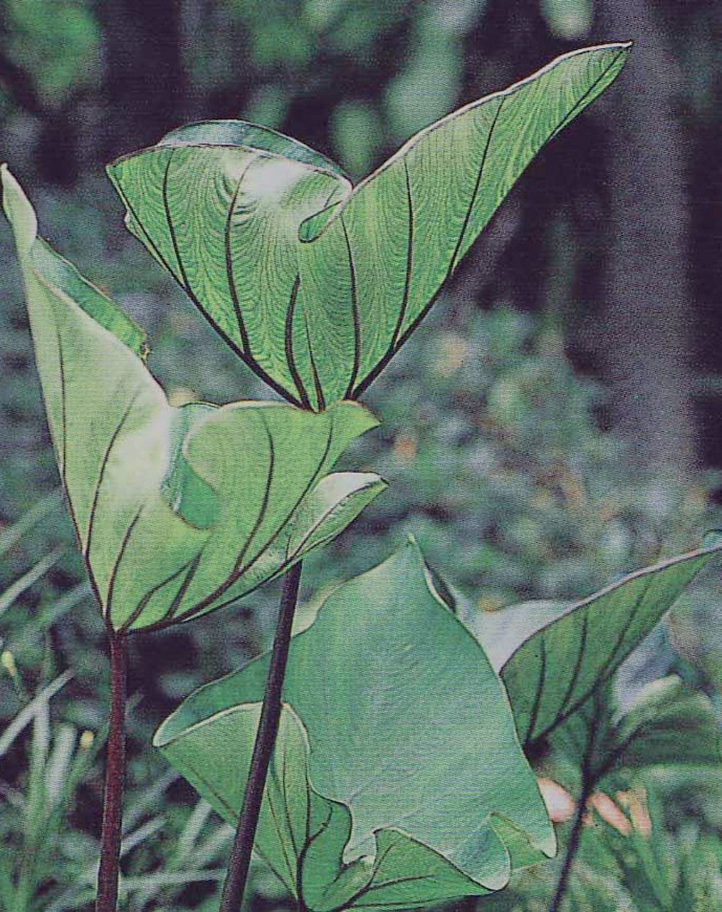 Colocasia 'Coffee Cups'