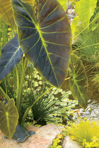 Colocasia esculenta 'Illustris'