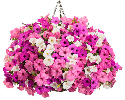 Proven Winners® 'Vista View' Combination Kit – Romence Gardens