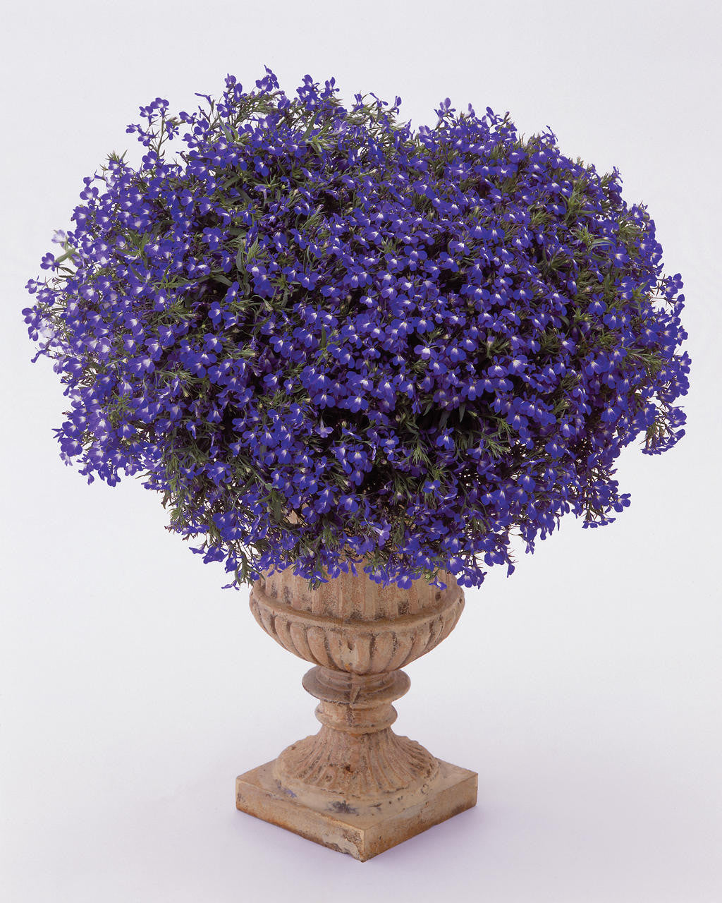 Lobelia erinus 'Laguna® Compact Blue with Eye' in decorative pot