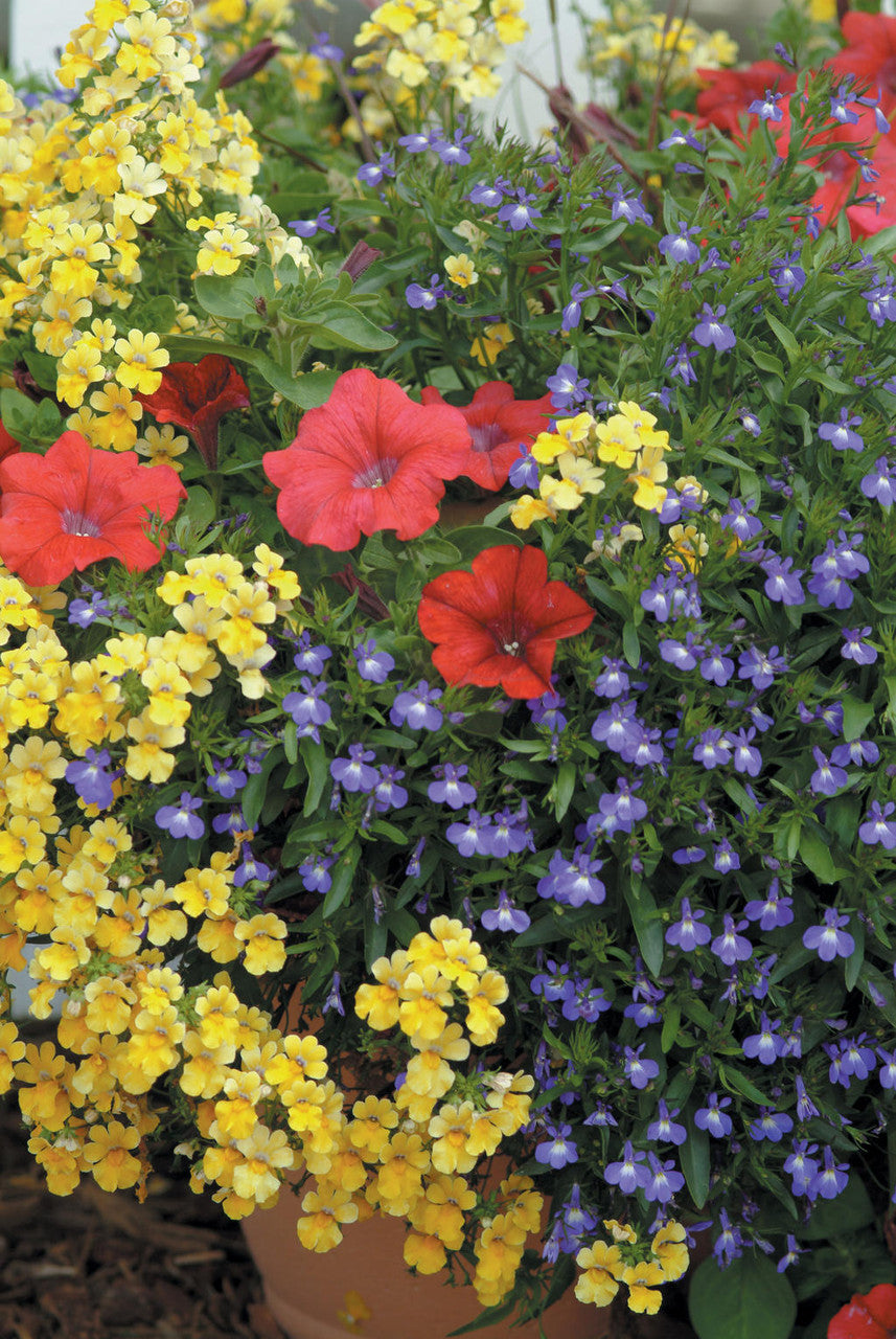 Lobelia erinus 'Laguna® Compact Blue with Eye'