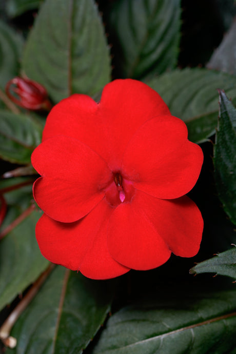 Impatiens SunPatiens® 'Compact Deep Red' flower