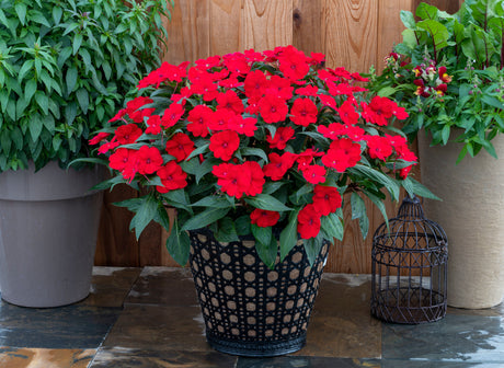 Impatiens SunPatiens® 'Compact Deep Red'