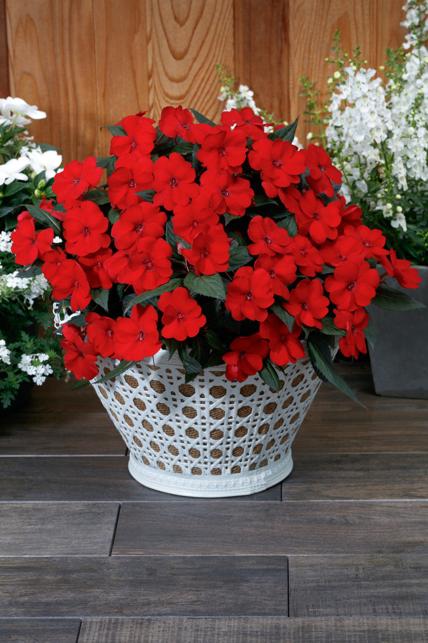 Impatiens SunPatiens® 'Compact Deep Red' in decorative pot
