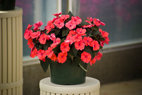 Impatiens SunPatiens® 'Compact Deep Rose' in decorative pot