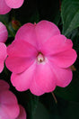 Impatiens SunPatiens® 'Compact Hot Pink' close up