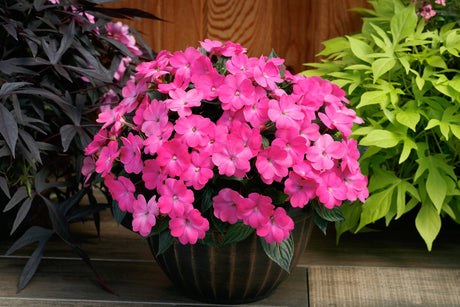 Impatiens SunPatiens® 'Compact Hot Pink' in decorative pot