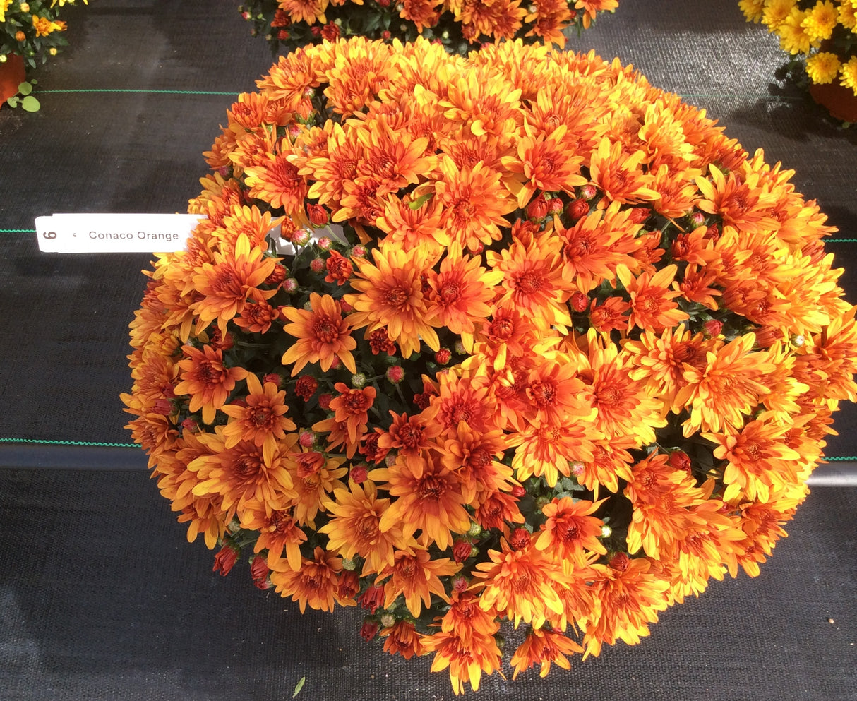 Chrysanthemum Belgian Mums® 'Conaco Orange' - 10 Inch Pot