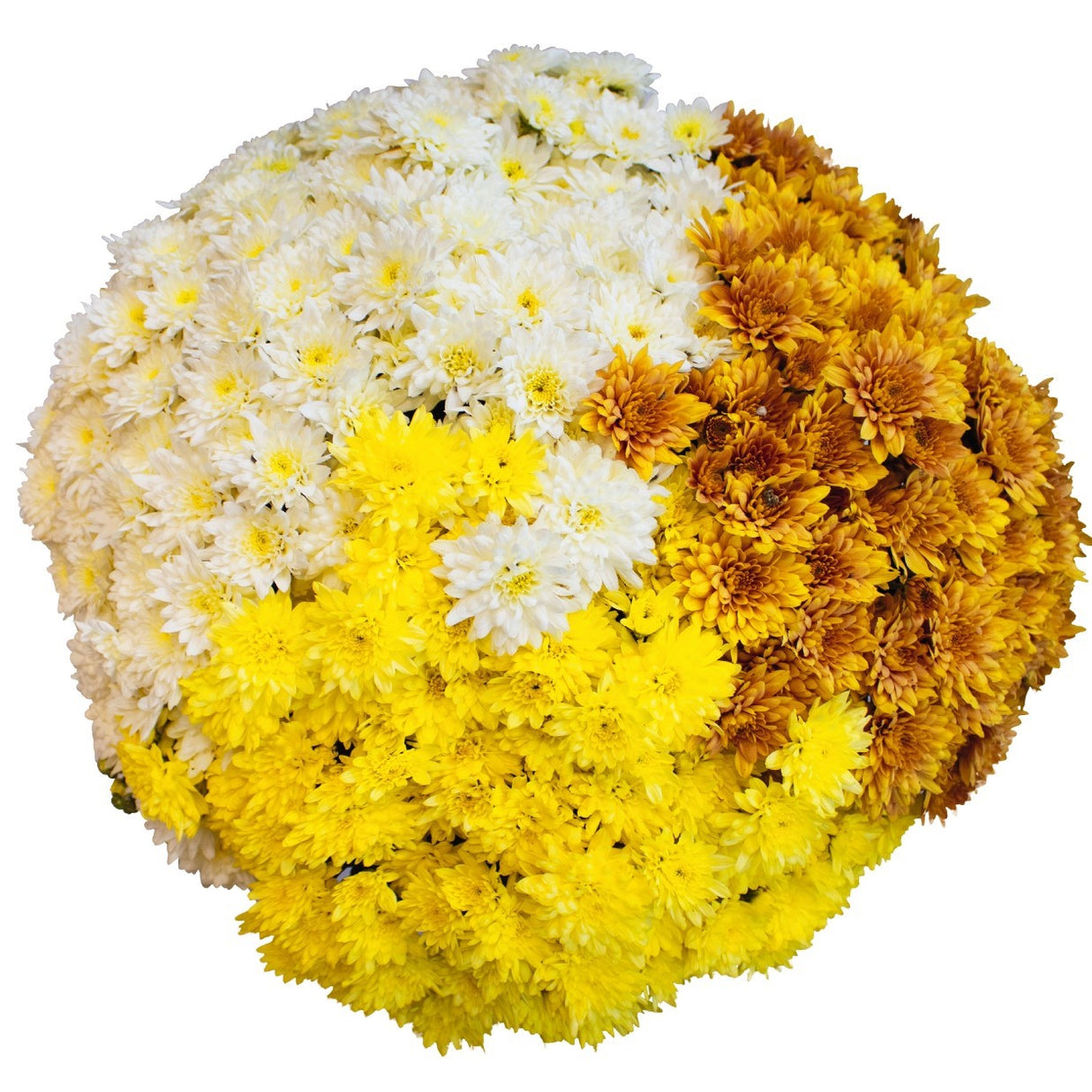 Chrysanthemum 'Confetti Garden Mantle'