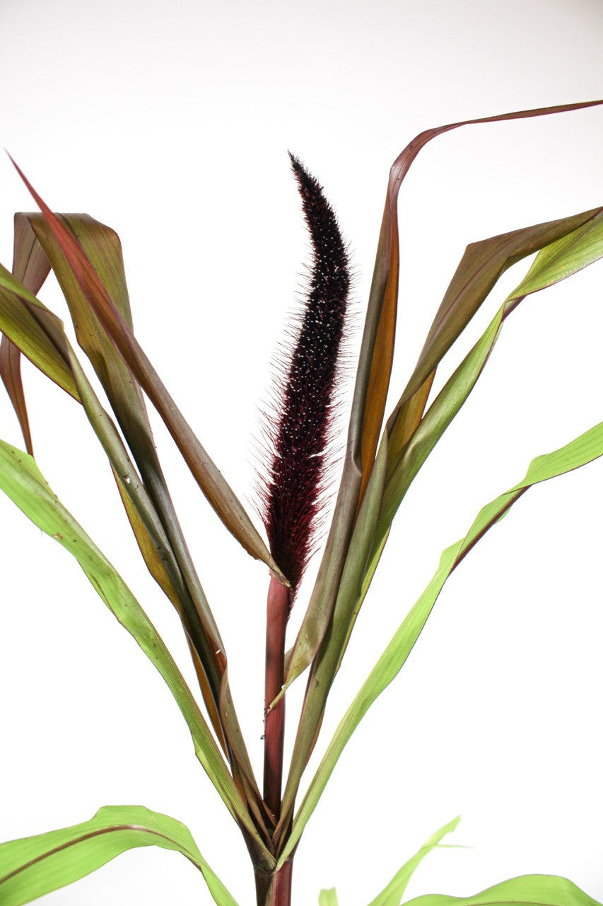 Ornamental Millet 'Copper Prince' Romence Gardens & Greenhouses