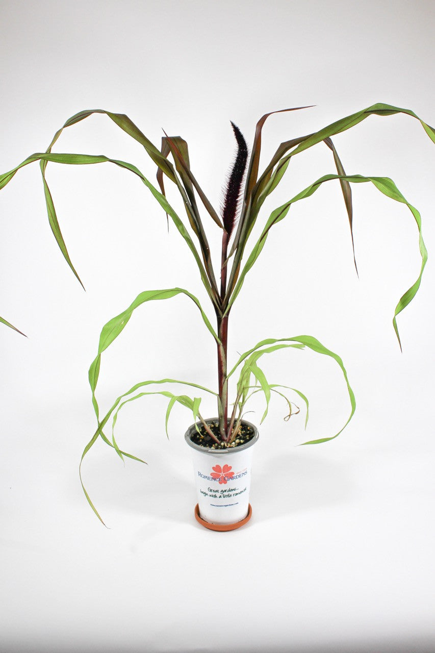 Ornamental Millet 'Copper Prince' Romence Gardens & Greenhouses