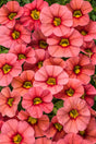 Calibrachoa hybrid 'Superbells® Coralina'