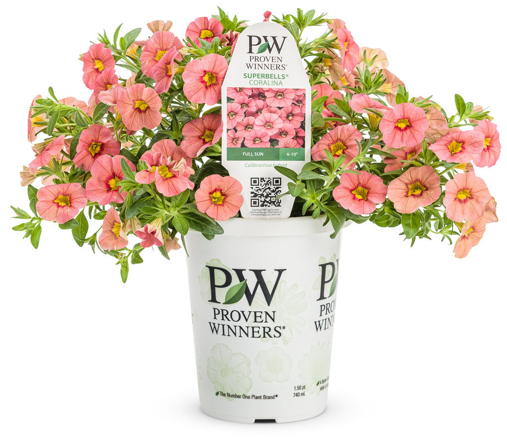 Calibrachoa hybrid 'Superbells® Coralina' in grower pot