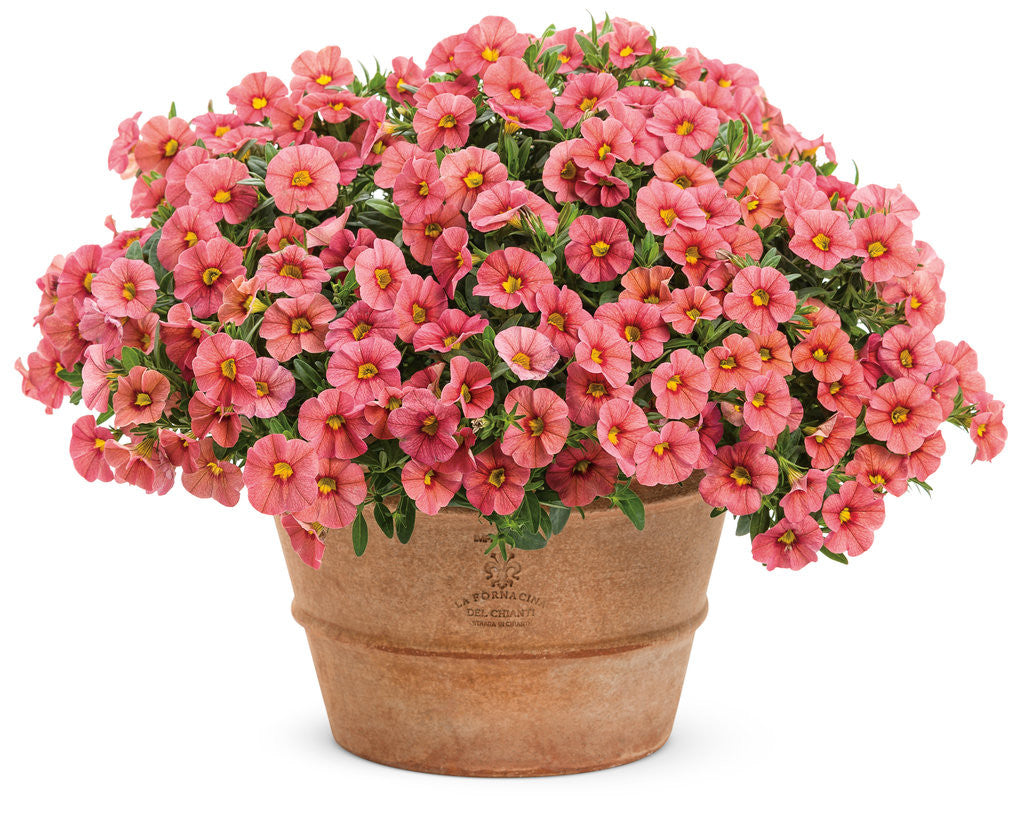 Calibrachoa hybrid 'Superbells® Coralina' in decorative pot