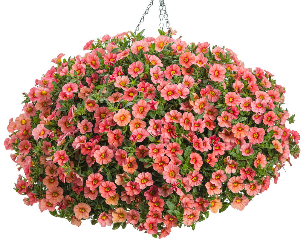 Calibrachoa hybrid 'Superbells® Coralina' combination