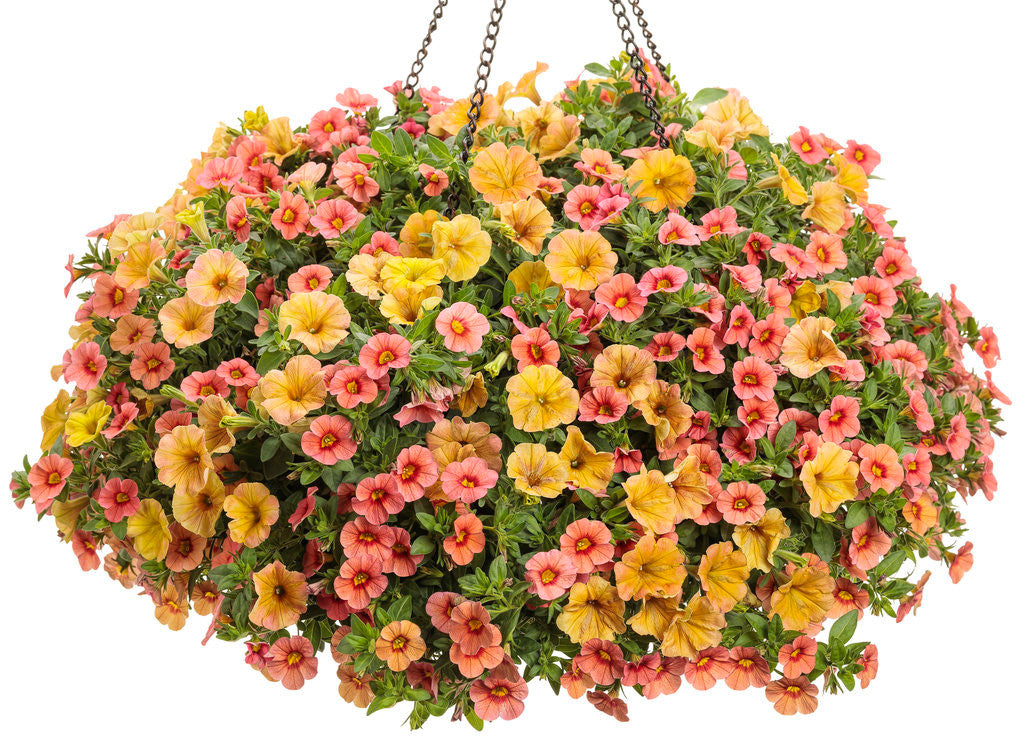 Calibrachoa hybrid 'Superbells® Coralina' combination