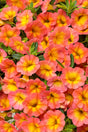 Calibrachoa hybrid 'Superbells® Coral Sun'