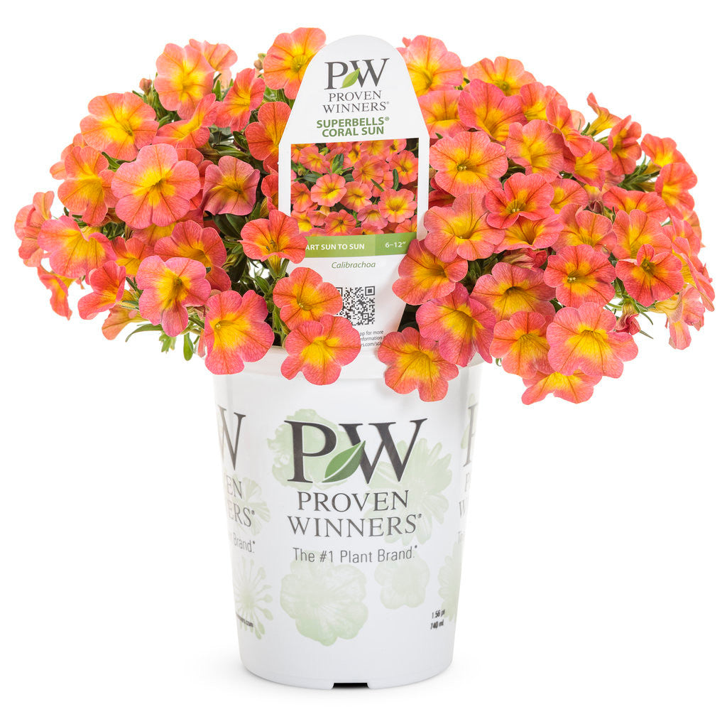 Calibrachoa hybrid 'Superbells® Coral Sun' – Romence Gardens