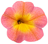 Calibrachoa hybrid 'Superbells® Coral Sun' flower