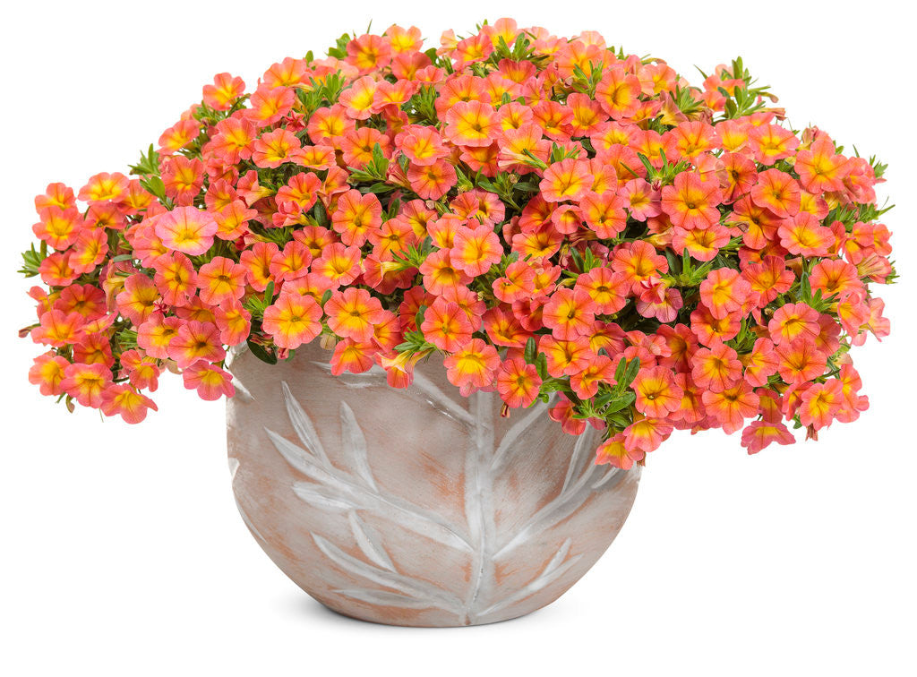 Calibrachoa hybrid 'Superbells® Coral Sun' in decorative pot