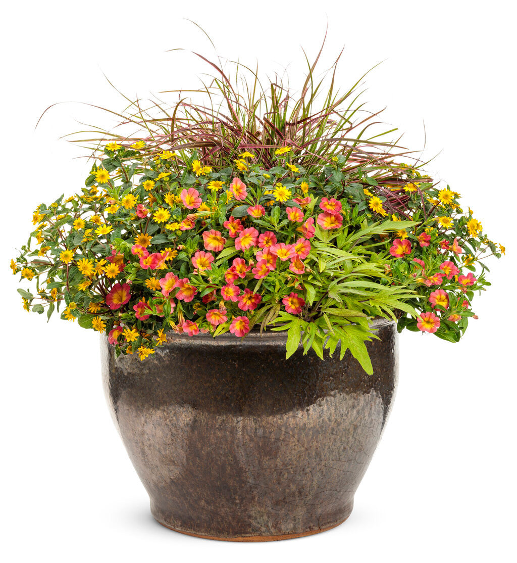 Calibrachoa hybrid 'Superbells® Coral Sun' – Romence Gardens