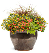 Calibrachoa hybrid 'Superbells® Coral Sun' comnbination