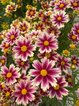 Coreopsis 'Li'l Bang™ Candy Stripes'