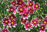 Coreopsis 'Li'l Bang™ Candy Stripes'