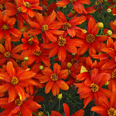 Coreopsis verticillata 'Crazy Cayenne'