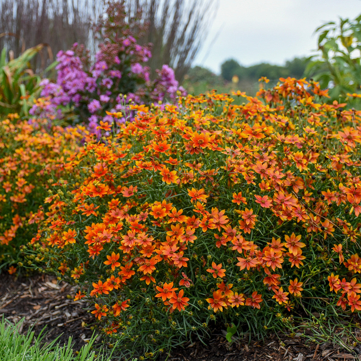 Coreopsis verticillata 'Crazy Cayenne'