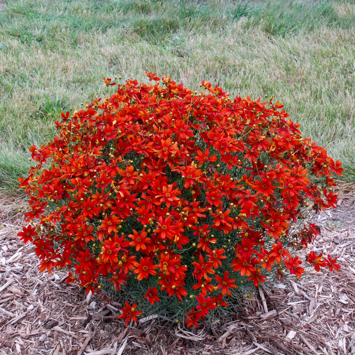 Coreopsis verticillata 'Crazy Cayenne'