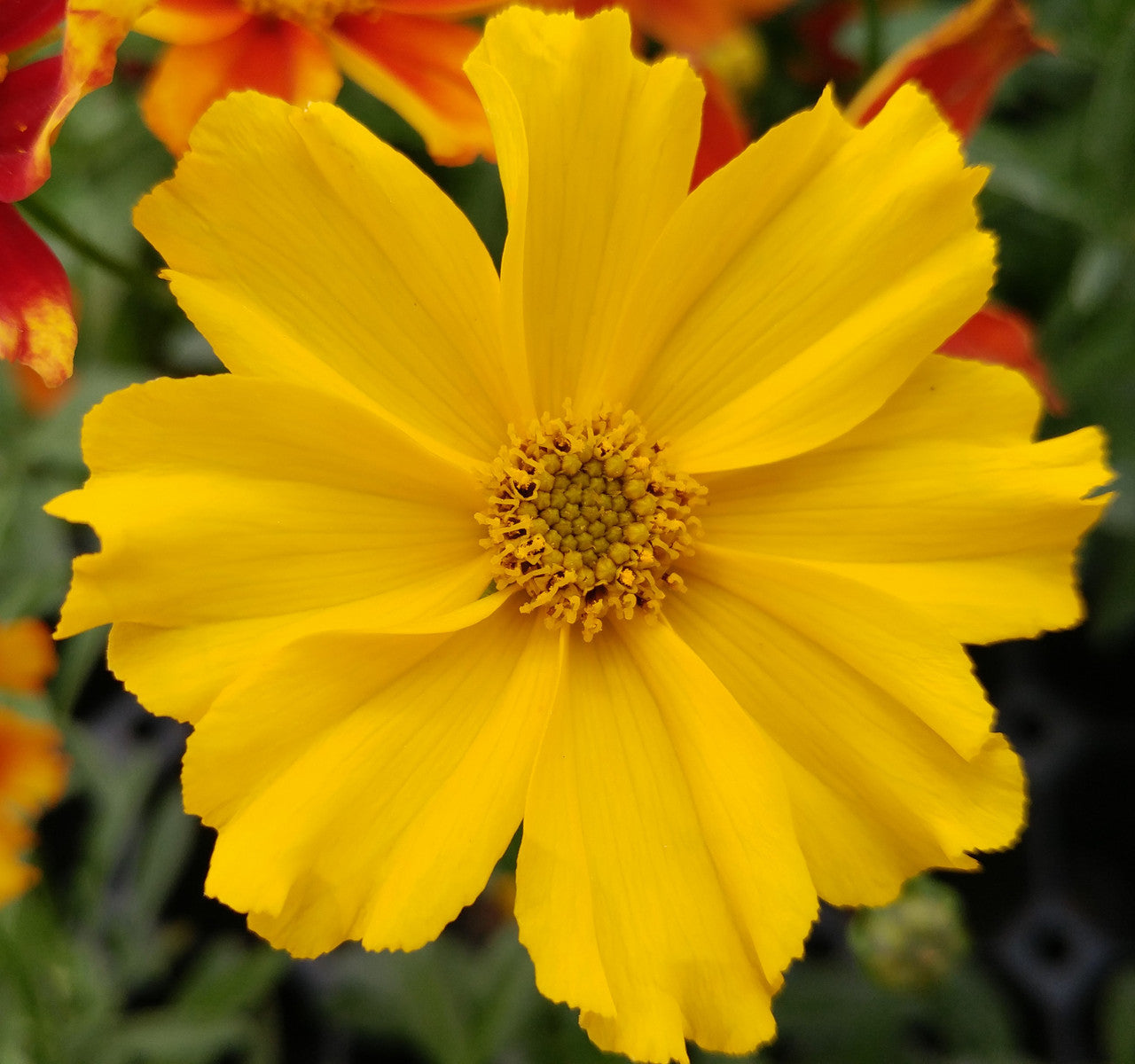 lilicko様　イエロー　フル　クラックグラス Coreopsis LI'L BANG Series 'Goldilocks' – Romence Gardens
