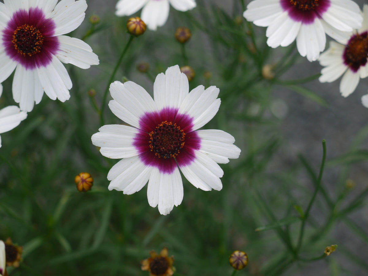 Coreopsis Satin & Lace Series 'Ice Wine' – Romence Gardens & Greenhouses