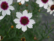 Coreopsis Satin & Lace Series 'Ice Wine'