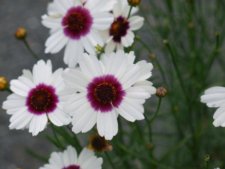 Coreopsis Satin & Lace Series 'Ice Wine'