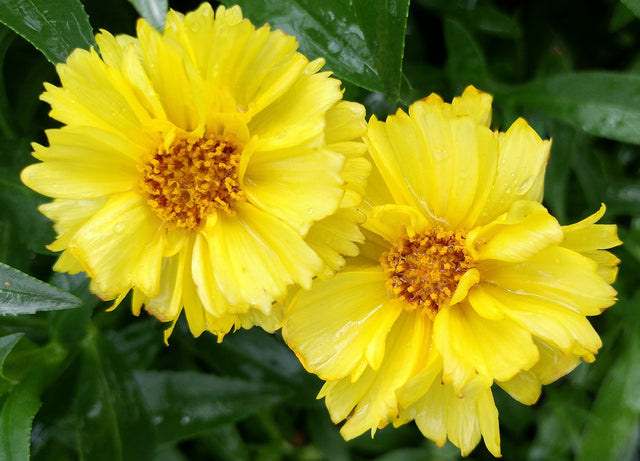 Coreopsis x Leading Lady 'Charlize'