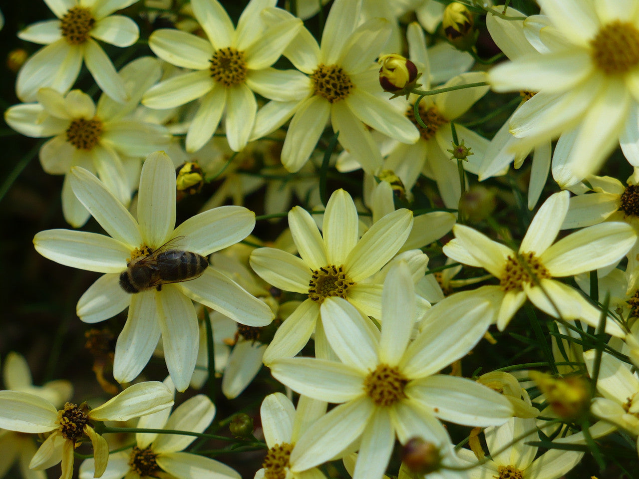 Romence Gardens Coreopsis verticillata Moonbeam - Thumbnail 2