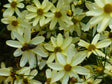 Coreopsis verticillata 'Moonbeam'