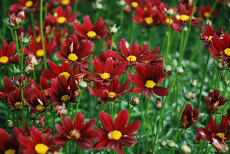 Coreopsis LI'L BANG Series 'Red Elf'