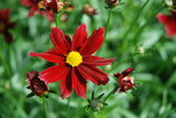 Coreopsis LI'L BANG Series 'Red Elf'