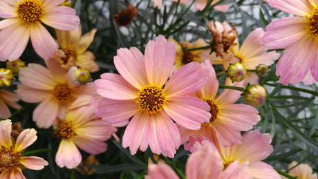 Coreopsis PermaThread™ Series 'Shades of Rose'