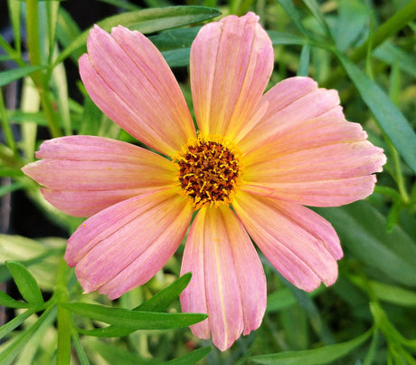 Coreopsis PermaThread™ Series 'Shades of Rose'