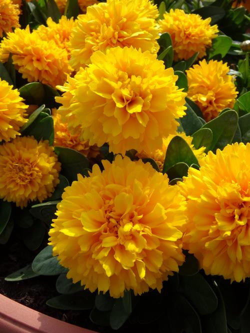 Coreopsis grandiflora 'Solanna Golden Sphere'