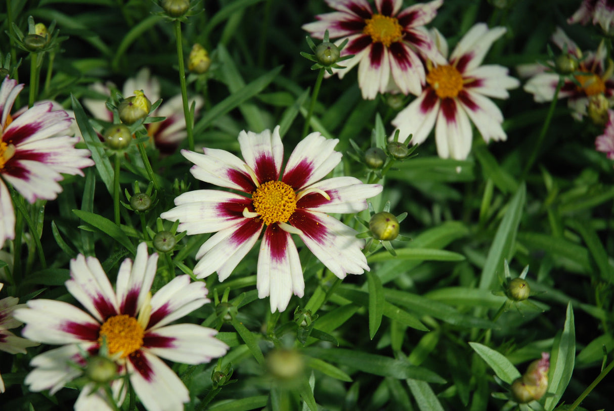 Coreopsis LI'L BANG Series 'Starlight'