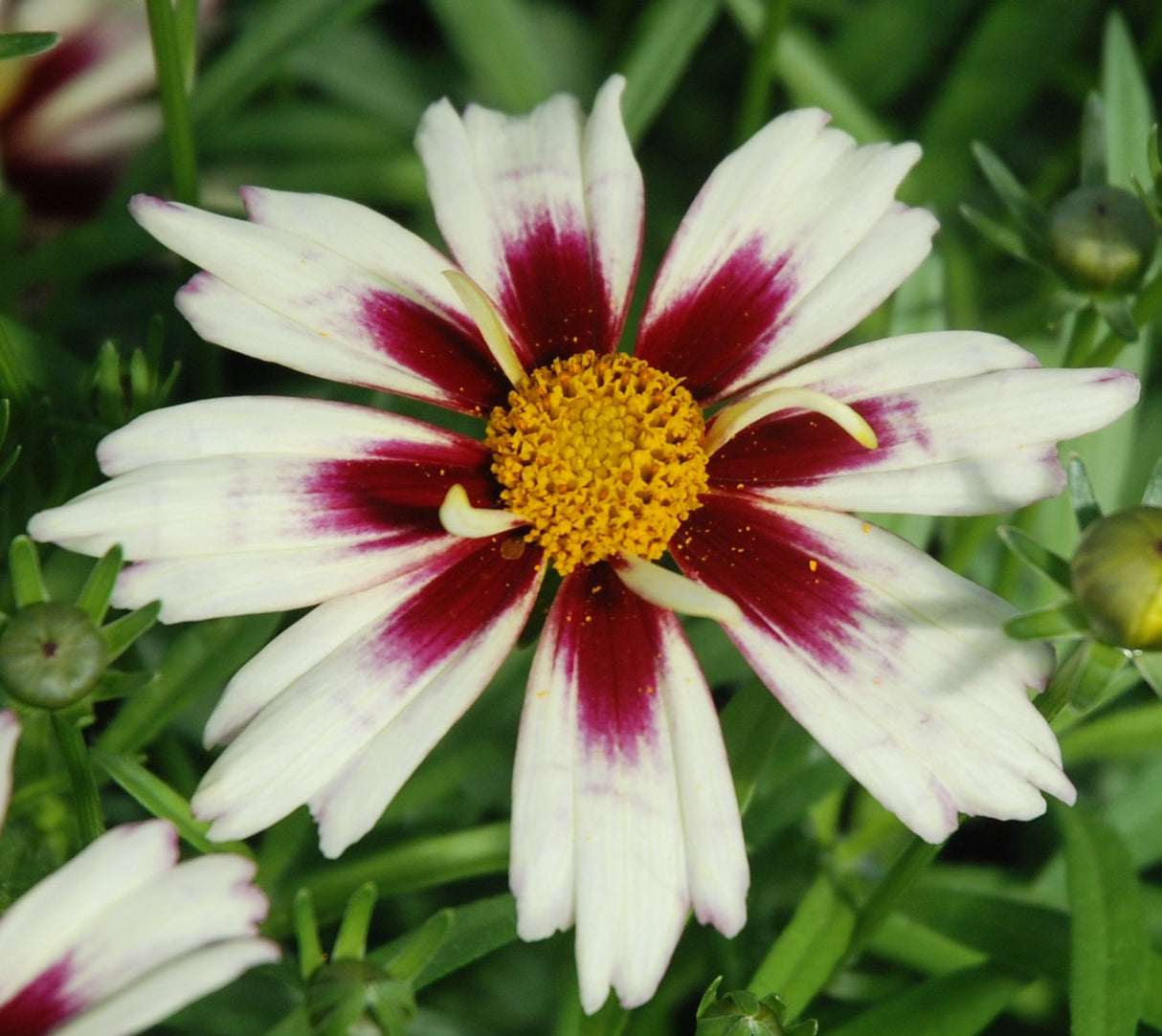 Coreopsis LI'L BANG Series 'Starlight'