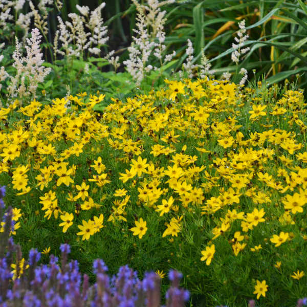 Coreopsis verticillata 'Zagreb'