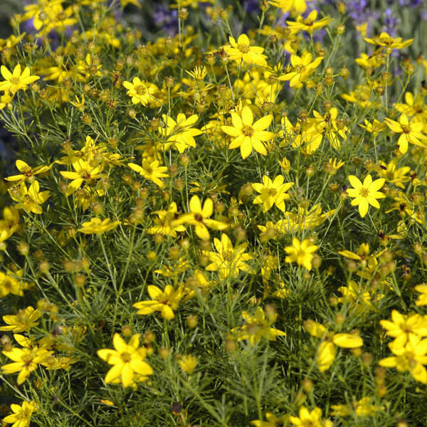 Romence Gardens Coreopsis verticillata Zagreb
