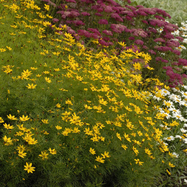 Coreopsis verticillata 'Zagreb'