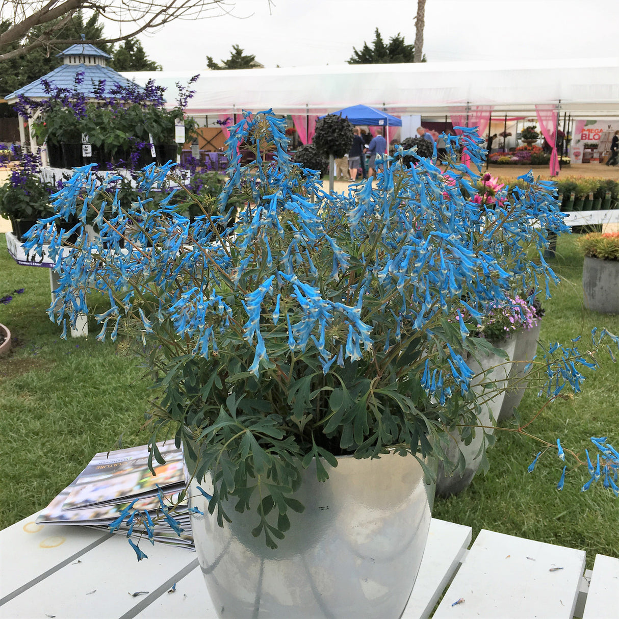 Corydalis flexuosa Hillier 'Porcelain Blue'