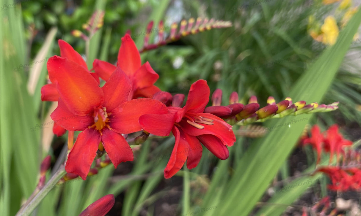 Crocosmia 'Diablito™'